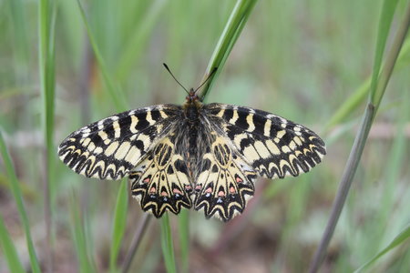 Zerynthia polyxena Gagnières 2019, DSC_0637
