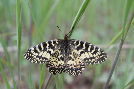 Zerynthia polyxena Gagnières 2019, DSC_0639