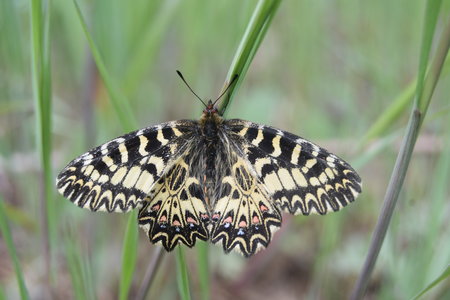 Zerynthia polyxena Gagnières 2019, DSC_0640