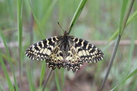 Zerynthia polyxena Gagnières 2019, DSC_0643