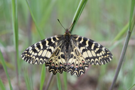 Zerynthia polyxena Gagnières 2019, DSC_0644