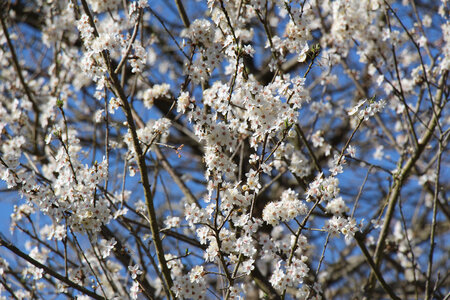 Balade en Sologne, IMG_1115