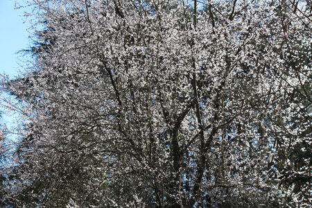 Balade en Sologne, IMG_1123