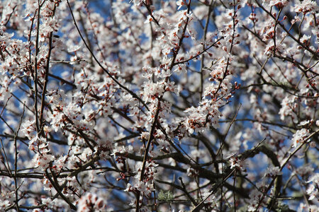 Balade en Sologne, IMG_1125