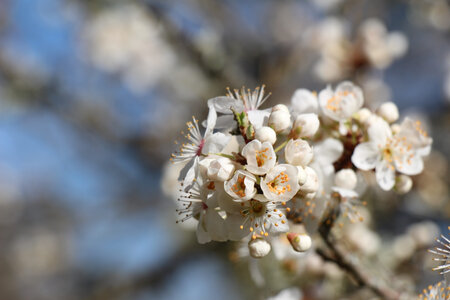 Balade en Sologne, IMG_1135