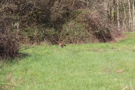 Balade en Sologne, IMG_1176