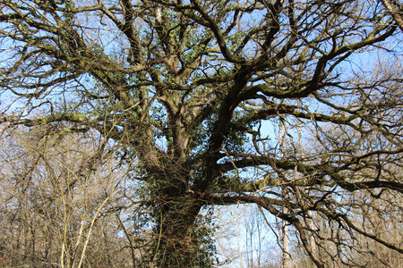 Balade en Sologne, IMG_1194