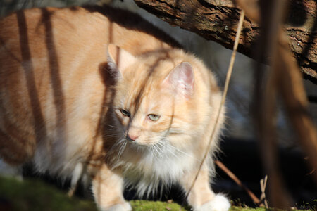 Balade en Sologne, IMG_1199