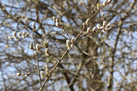 Balade en Sologne, IMG_1210