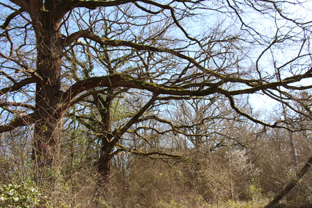 Balade en Sologne, IMG_1222
