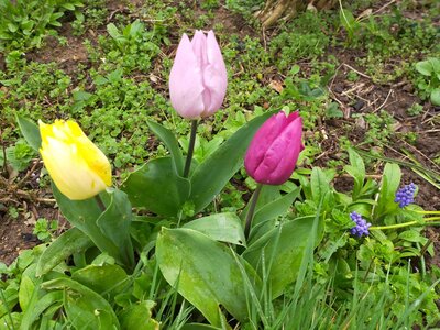 Photos Mélanie Kérostin Mars 2020, Tulipes