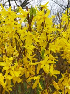 Photos Mélanie Kérostin Mars 2020, Forsythia
