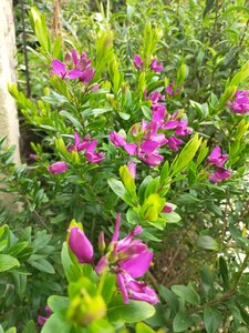 Photos Mélanie Kérostin Mars 2020, Polygala myrtifolia