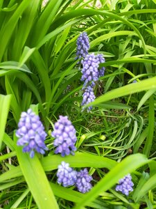 Photos Mélanie Kérostin Mars 2020, Muscari