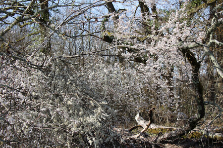 Balade en Sologne, IMG_1240