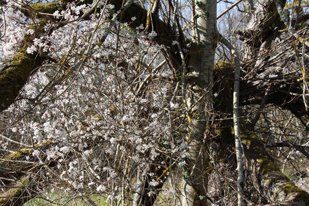 Balade en Sologne, IMG_1241