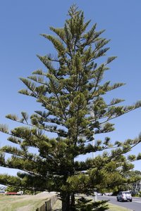 Nouvelle Zélande, novembre à janvier 2019-20, _1280635 Araucaria  Auckland  ile du nord