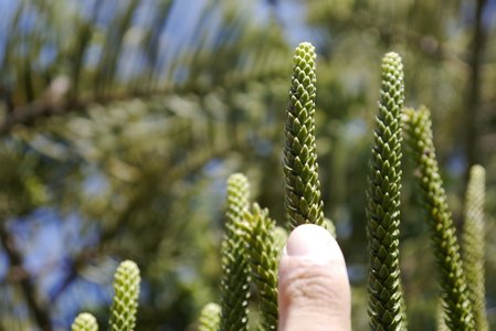 Nouvelle Zélande, novembre à janvier 2019-20, _1280636 Araucaria  Auckland  ile du nord