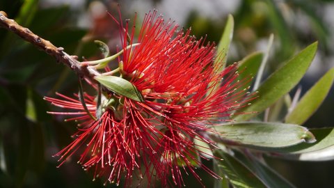 Nouvelle Zélande, novembre à janvier 2019-20, _1270952x netteté Pohutukawa  arbre de noel 