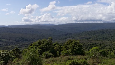 Nouvelle Zélande, novembre à janvier 2019-20, _1250461 raw Waipoua Forest  ile du nord