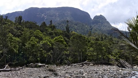 Nouvelle Zélande, novembre à janvier 2019-20, _1250507 raw Kauaeranga Valley  Coromandel Forest Park  ile du nord