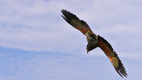 Nouvelle Zélande, novembre à janvier 2019-20, _1260181 raw Kea  Heaphy Track ile du sud 