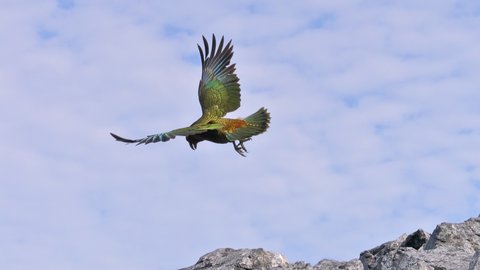 Nouvelle Zélande, novembre à janvier 2019-20, _1260185 raw Kea  Heaphy Track ile du sud