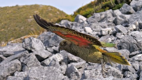 Nouvelle Zélande, novembre à janvier 2019-20, _1260211 raw Kea  Heaphy Track ile du sud