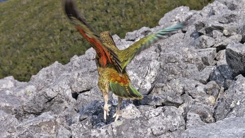 Nouvelle Zélande, novembre à janvier 2019-20, _1260215 raw Kea  Heaphy Track ile du sud