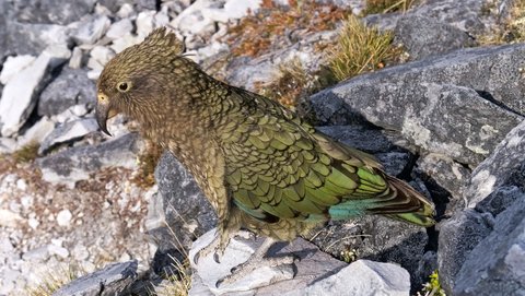 Nouvelle Zélande, novembre à janvier 2019-20, _1260228 raw Kea  Heaphy Track ile du sud