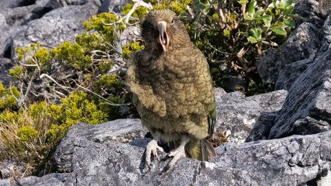 Nouvelle Zélande, novembre à janvier 2019-20, _1260233 raw Kea  Heaphy Track ile du sud 