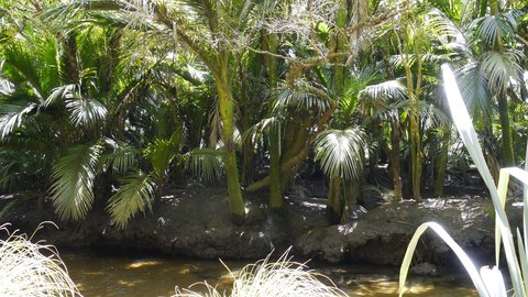 Nouvelle Zélande, novembre à janvier 2019-20, _1260445 Entre Lewis Hut et Heaphy Hut  Heaphy Track  ile du sud