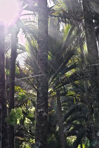 Nouvelle Zélande, novembre à janvier 2019-20, _1260535 raw Heaphy Track  ile du sud