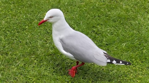 Nouvelle Zélande, novembre à janvier 2019-20, _1260634 raw Goéland à bec rouge  Punakaiki  ile du sud