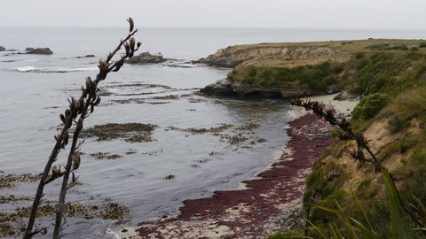 Nouvelle Zélande, novembre à janvier 2019-20, _1270603 retouche Shag Point  ile du sud