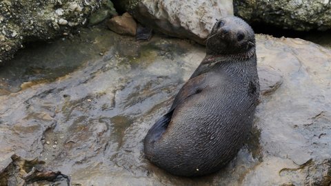 Nouvelle Zélande, novembre à janvier 2019-20, _1270606 recad retouche netteté Otarie  Shag Point  ile du sud