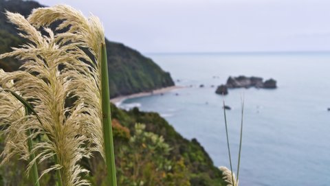 Nouvelle Zélande, novembre à janvier 2019-20, _1270713 raw Knights Point  ile du sud