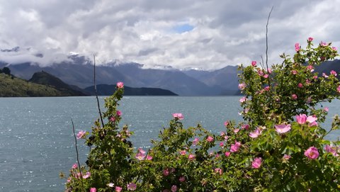 Nouvelle Zélande, novembre à janvier 2019-20, _1270223 raw Sud Ouest du lac Wanaka  ile du sud