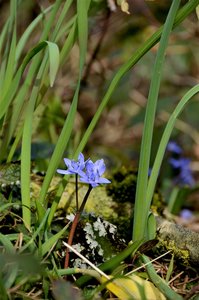 Printemps 2020, _DSC5654  2  - Copie