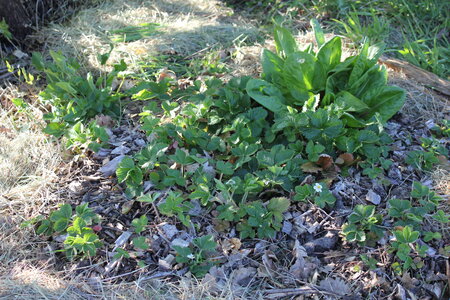 Jardin Delphine et Julien Avril 2020, 7