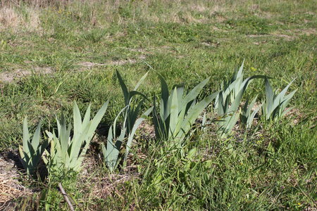 Jardin Delphine et Julien Avril 2020, 8