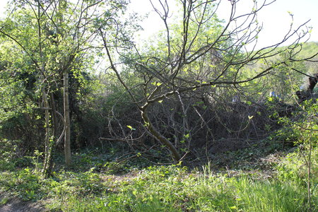 Jardin Delphine et Julien Avril 2020, 9