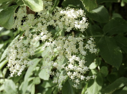4e quinzaine, 7 mai