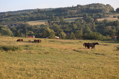 20200521 Randonnée boucle entre Maidières et la Petite Suisse, 011 Les Plantotes