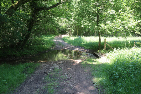 20200521 Randonnée boucle entre Maidières et la Petite Suisse, 043 Passage à gué dans le bois de Rogéville