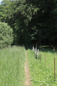 20200521 Randonnée boucle entre Maidières et la Petite Suisse, 052 Le GR 5 après Saint-Jean