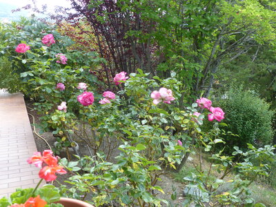 2020 05 30 Jardin de Louisette, 2020_05_30 Jardin de Louisette 103