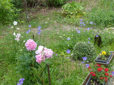 2020 05 30 Jardin de Louisette, 2020_05_30 Jardin de Louisette 108