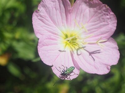 JARDIN DU MIP MOUANS SARTOUX, 0001