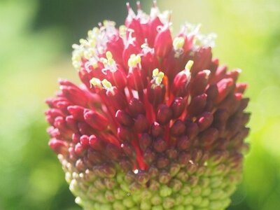 JARDIN DU MIP MOUANS SARTOUX, 0003